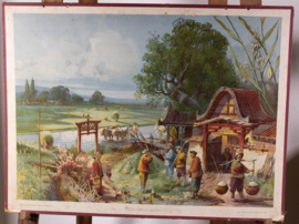 Rijstoogst