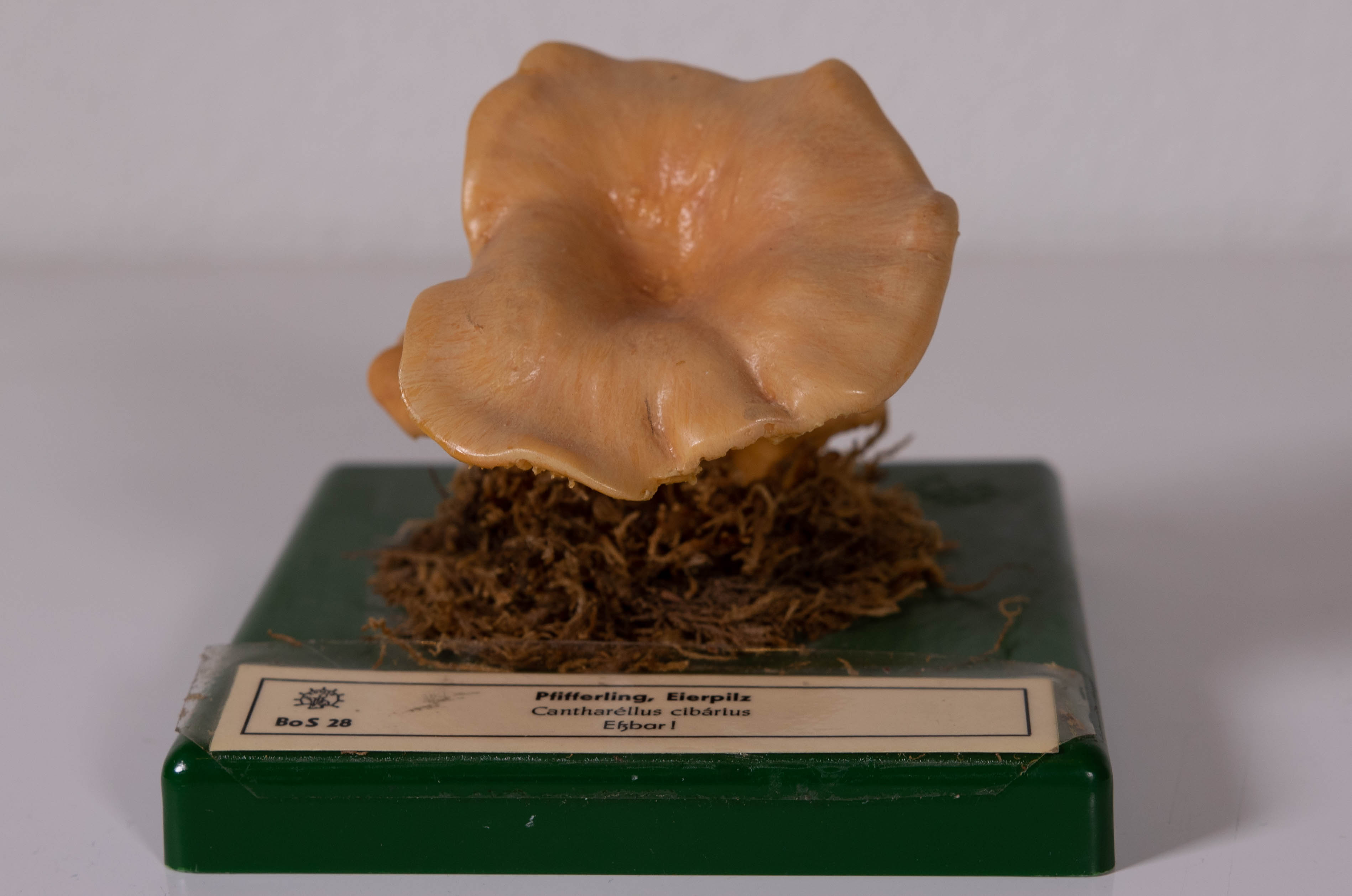 Cantharellus Cibarius