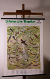 Zangvogels oa Roodborst en Zwaluw