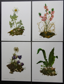 4 Schoolplaatjes    Botanisch  5