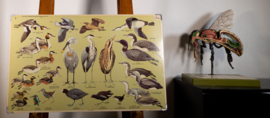Watervogels