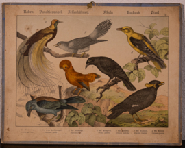 Schreiber Wielewaal Paradijsvogel