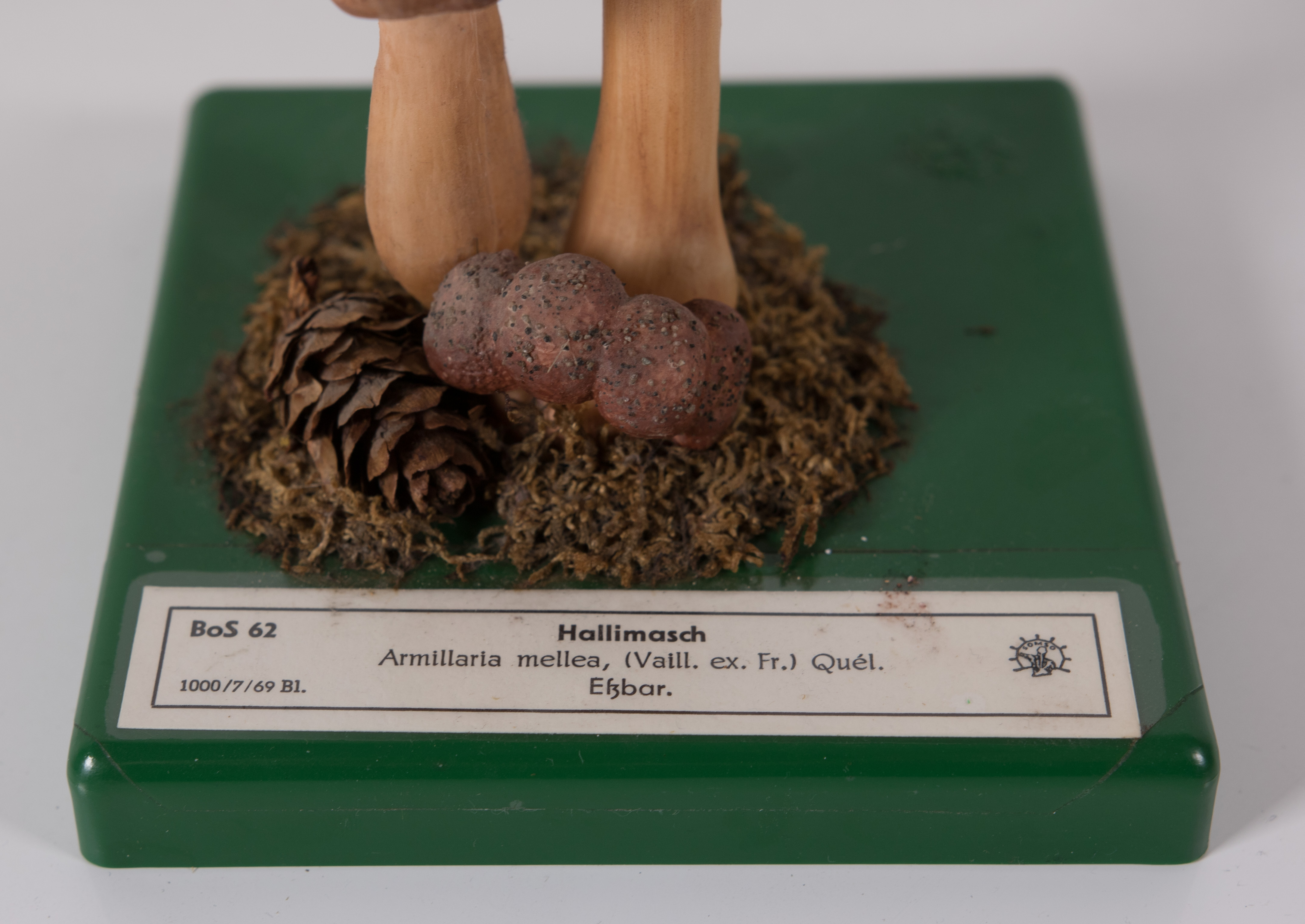 Armillaria Mellea