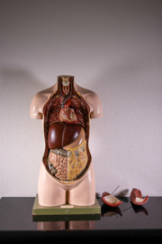 Torso Somso €500