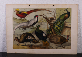 Schreiber Pauw, Goudfazant, Struisvogel en Kasuaris