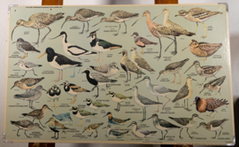 Strandlopers en weidevogels