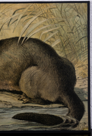 Otter