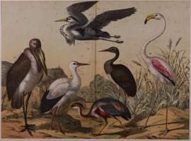 Schreiber Ooievaar, Flaming, Kraanvogel en Ibis