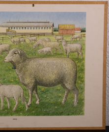 Schapen
