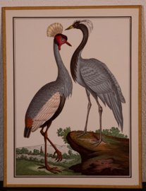 Vogelplaatje 7 Litho