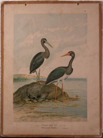 Zwarte Ooievaar