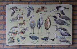 Watervogels