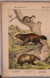 Schreiber Das Kangoeroe