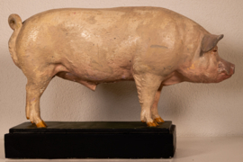 Varken Groot-Yorkshire