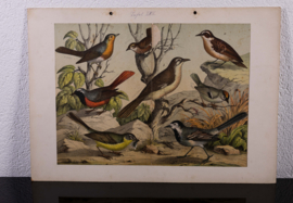 Schreiber Nachtegaal, Blauwborst, Winterkoninkje en Goudhaantje
