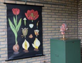 Tulp