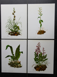 4 Schoolplaatjes    Botanisch  3