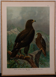 Grote Bonte Arend  Litho