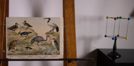 Schreiber Kievit Ibis Kraanvogel