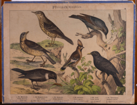 Schreiber Pestvogel, Beflijster