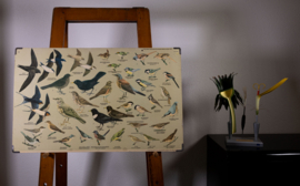 Zangvogels 1