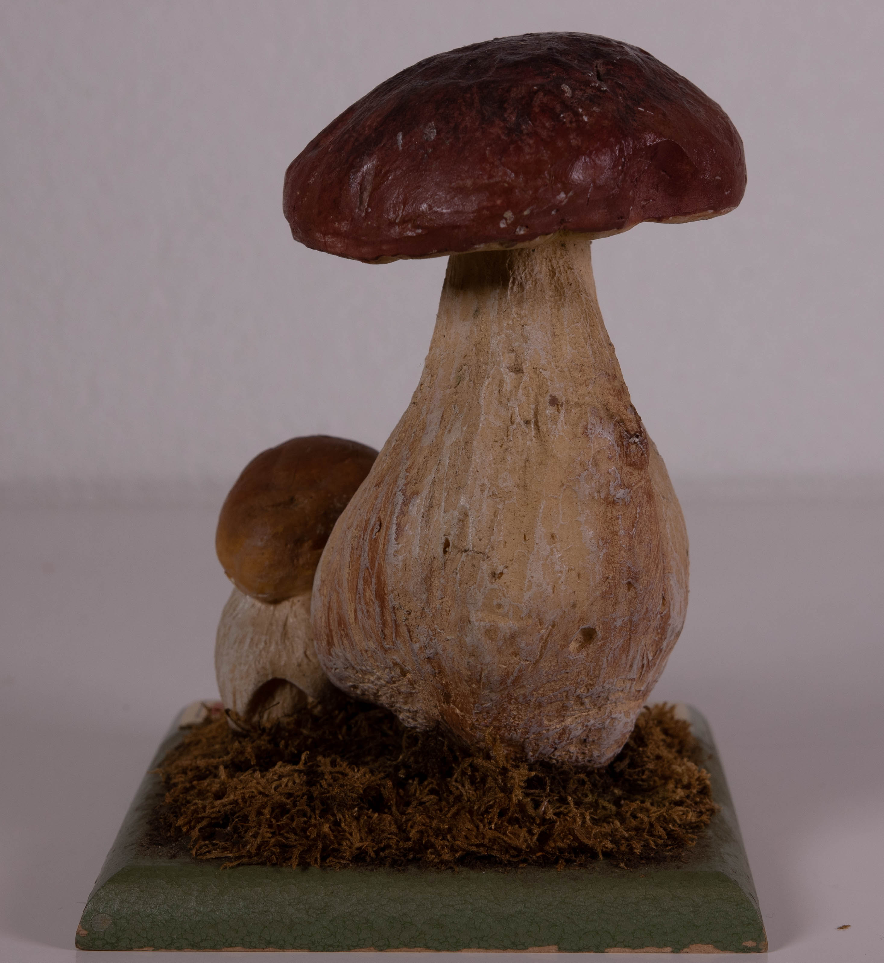 Boletus Edulis Bull