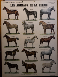 Paarden en ezels