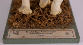 Agaricus Silvicola Vittadini