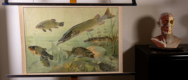 Snoek en karper