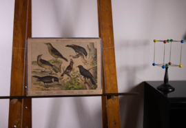 Schreiber Pestvogel, Beflijster