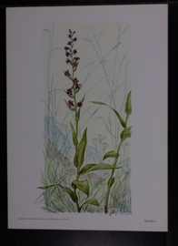 6  Plaatjes Botanisch