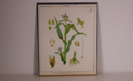 Botanisch  8