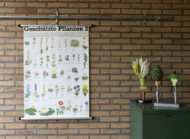 Beschermde Planten