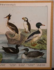 Schreiber Fuut Pinguin