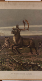 In de Siberische vlakte