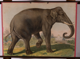 De Olifant