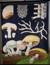 Champignon Litho
