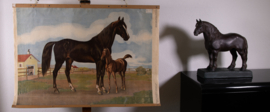 Paard en veulen