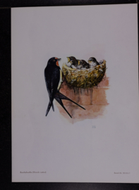 Beschermde vogels