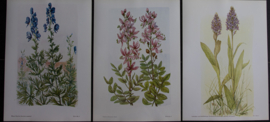 6 plaatjes Botanisch