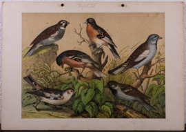 Schreiber Huismus, Vink, Kanarie en Putter