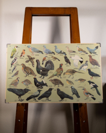 Hoenders - kraaiachtigen