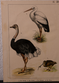 Schreiber Ooievaar en Zwaan