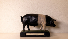 Varken  Britisch Saddleback