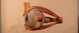 Oog