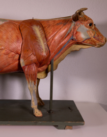 Oude vintage anatomische koe van Somso.