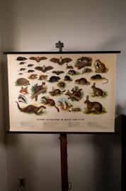 Kleine zoogdieren