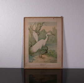 Grote Zilverreiger