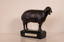 Schaap Oaie Karakul