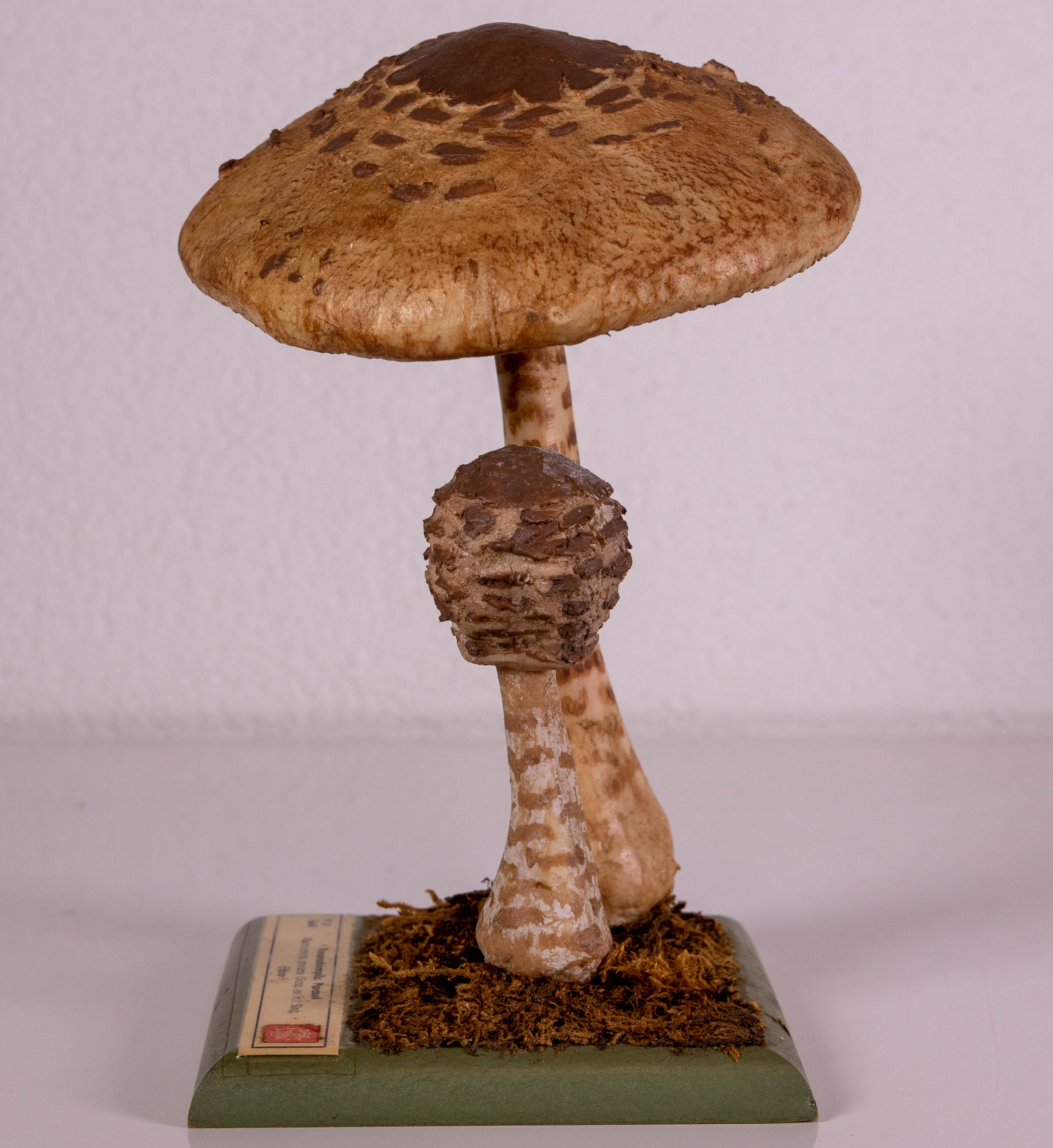 Macrolepiota Procera